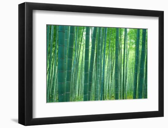 Bamboo Forest, Sagano, Kyoto, Japan-null-Framed Photographic Print