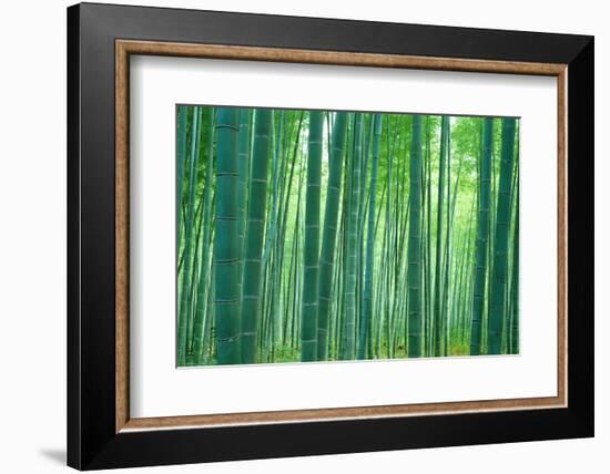 Bamboo Forest, Sagano, Kyoto, Japan-null-Framed Photographic Print