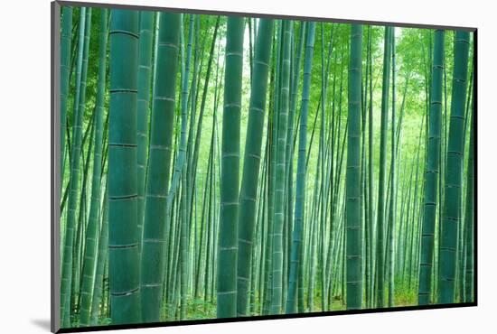 Bamboo Forest, Sagano, Kyoto, Japan-null-Mounted Photographic Print