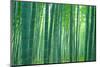 Bamboo Forest, Sagano, Kyoto, Japan-null-Mounted Photographic Print