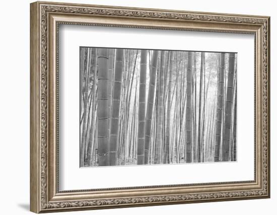 Bamboo Forest, Sagano, Kyoto, Japan-null-Framed Photographic Print