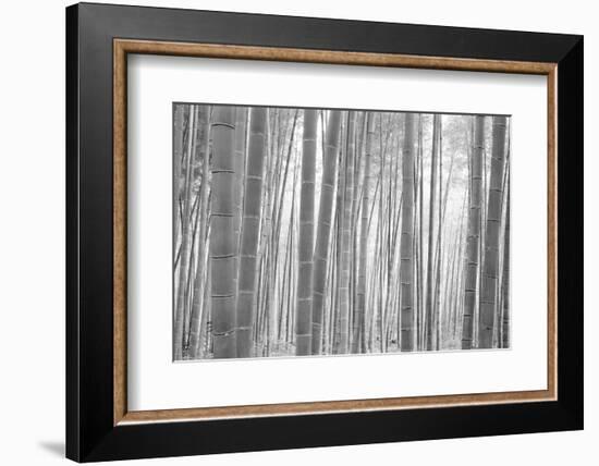 Bamboo Forest, Sagano, Kyoto, Japan-null-Framed Photographic Print