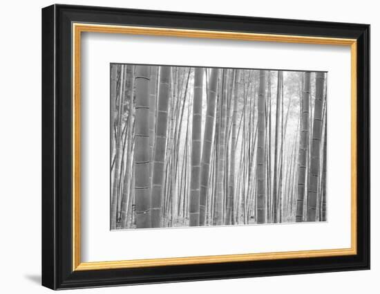 Bamboo Forest, Sagano, Kyoto, Japan-null-Framed Photographic Print