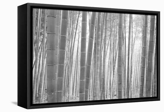 Bamboo Forest, Sagano, Kyoto, Japan-null-Framed Premier Image Canvas