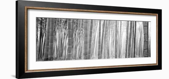 Bamboo Forest, Sagano, Kyoto, Japan-null-Framed Photographic Print