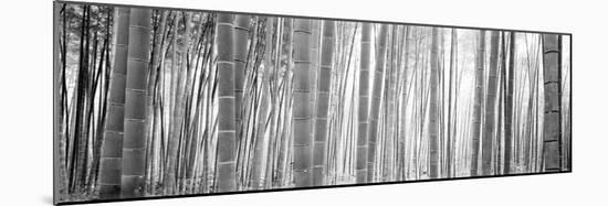 Bamboo Forest, Sagano, Kyoto, Japan-null-Mounted Photographic Print