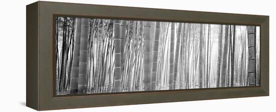 Bamboo Forest, Sagano, Kyoto, Japan-null-Framed Premier Image Canvas