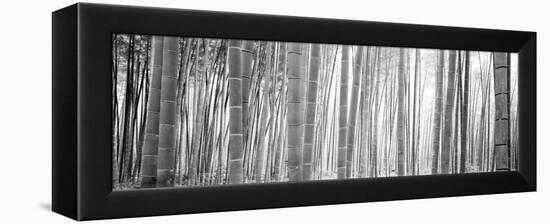 Bamboo Forest, Sagano, Kyoto, Japan-null-Framed Premier Image Canvas