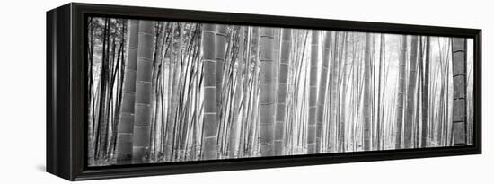 Bamboo Forest, Sagano, Kyoto, Japan-null-Framed Premier Image Canvas