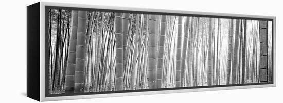 Bamboo Forest, Sagano, Kyoto, Japan-null-Framed Premier Image Canvas