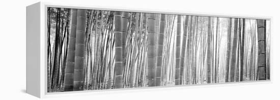 Bamboo Forest, Sagano, Kyoto, Japan-null-Framed Premier Image Canvas