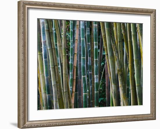 Bamboo Forest, Selby Gardens, Sarasota, Florida, USA-Adam Jones-Framed Photographic Print