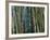 Bamboo Forest, Selby Gardens, Sarasota, Florida, USA-Adam Jones-Framed Photographic Print