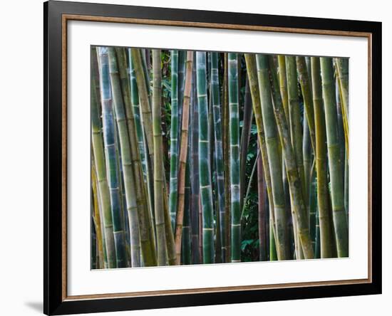 Bamboo Forest, Selby Gardens, Sarasota, Florida, USA-Adam Jones-Framed Photographic Print