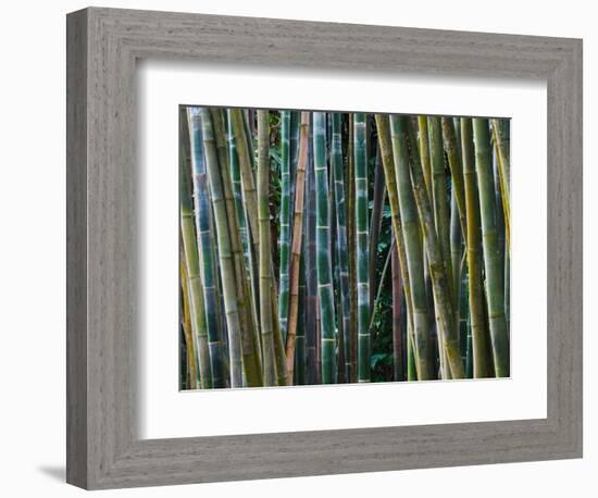 Bamboo Forest, Selby Gardens, Sarasota, Florida, USA-Adam Jones-Framed Photographic Print