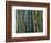 Bamboo Forest, Selby Gardens, Sarasota, Florida, USA-Adam Jones-Framed Photographic Print