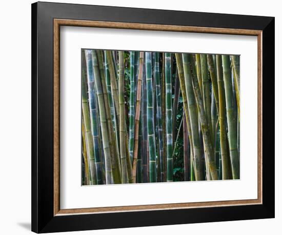 Bamboo Forest, Selby Gardens, Sarasota, Florida, USA-Adam Jones-Framed Photographic Print