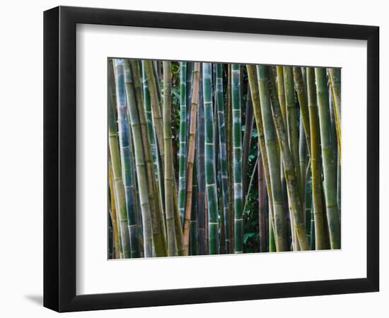 Bamboo Forest, Selby Gardens, Sarasota, Florida, USA-Adam Jones-Framed Photographic Print