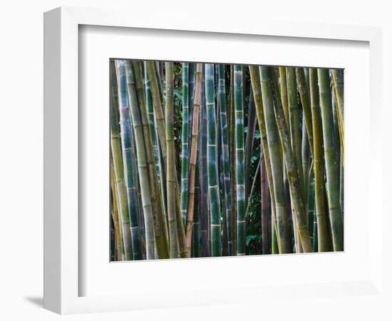 Bamboo Forest, Selby Gardens, Sarasota, Florida, USA-Adam Jones-Framed Photographic Print