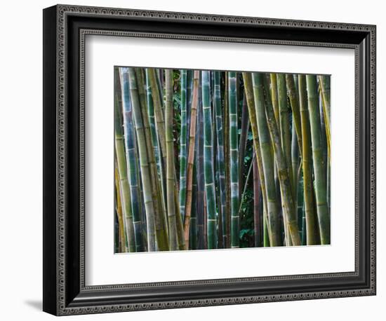 Bamboo Forest, Selby Gardens, Sarasota, Florida, USA-Adam Jones-Framed Photographic Print