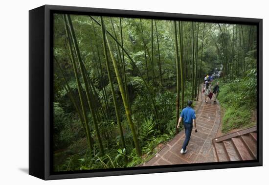 Bamboo Forest, Sichuan Province, China, Asia-Michael Snell-Framed Premier Image Canvas