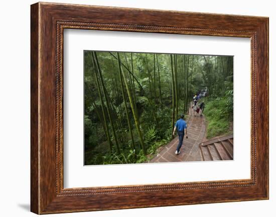 Bamboo Forest, Sichuan Province, China, Asia-Michael Snell-Framed Photographic Print