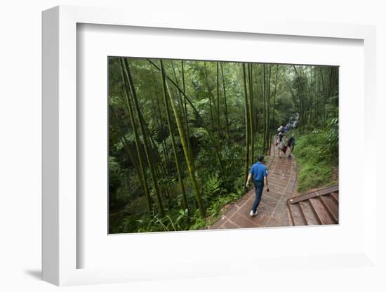 Bamboo Forest, Sichuan Province, China, Asia-Michael Snell-Framed Photographic Print