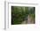 Bamboo Forest, Sichuan Province, China, Asia-Michael Snell-Framed Photographic Print