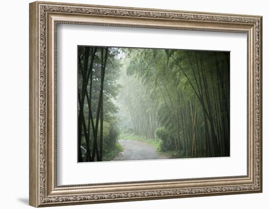 Bamboo Forest, Sichuan Province, China, Asia-Michael Snell-Framed Photographic Print