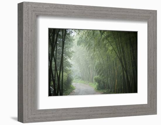 Bamboo Forest, Sichuan Province, China, Asia-Michael Snell-Framed Photographic Print