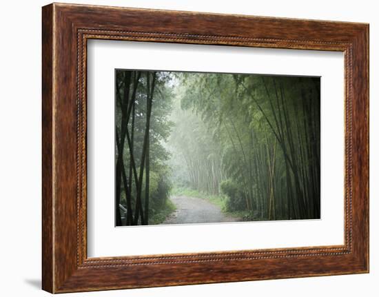 Bamboo Forest, Sichuan Province, China, Asia-Michael Snell-Framed Photographic Print