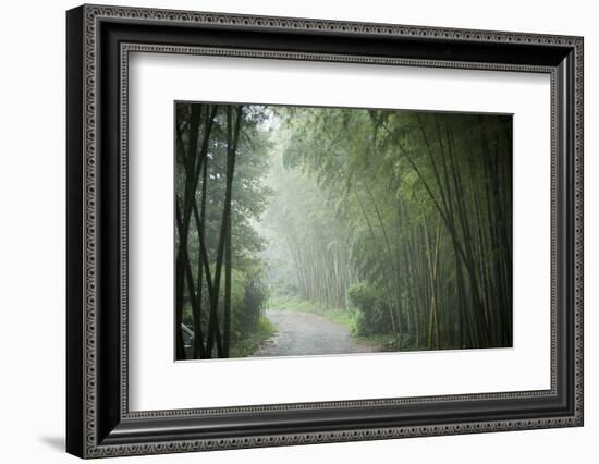 Bamboo Forest, Sichuan Province, China, Asia-Michael Snell-Framed Photographic Print