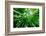 Bamboo Forest with Morning Sunlight-beboy-Framed Photographic Print