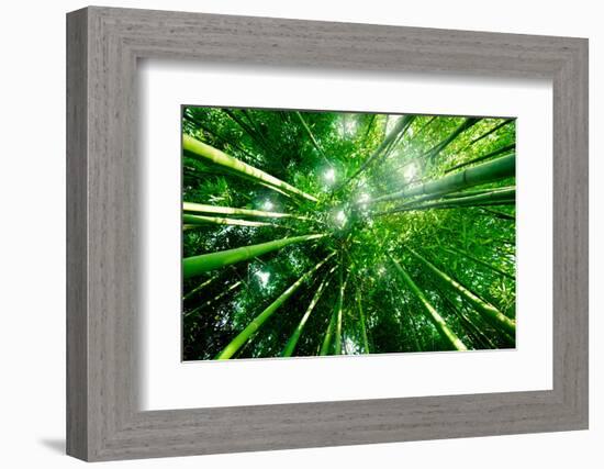 Bamboo Forest with Morning Sunlight-beboy-Framed Photographic Print