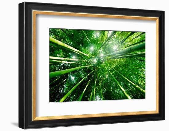 Bamboo Forest with Morning Sunlight-beboy-Framed Photographic Print