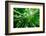 Bamboo Forest with Morning Sunlight-beboy-Framed Photographic Print