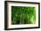 Bamboo Forest-null-Framed Art Print