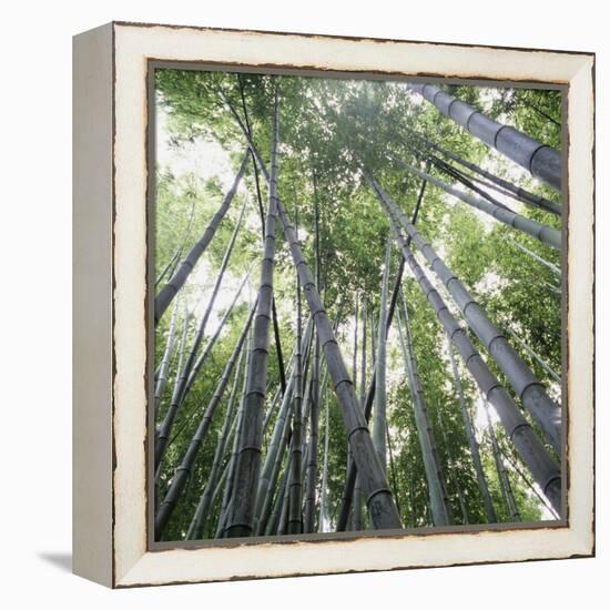 Bamboo Forest-Micha Pawlitzki-Framed Premier Image Canvas