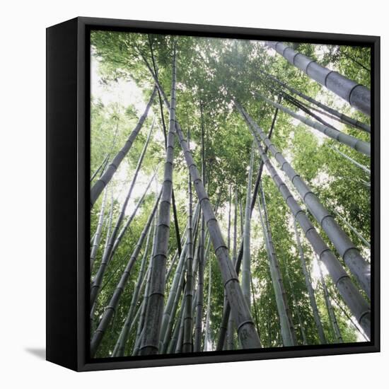 Bamboo Forest-Micha Pawlitzki-Framed Premier Image Canvas