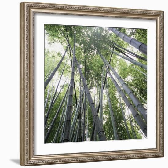 Bamboo Forest-Micha Pawlitzki-Framed Photographic Print