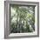 Bamboo Forest-Micha Pawlitzki-Framed Photographic Print