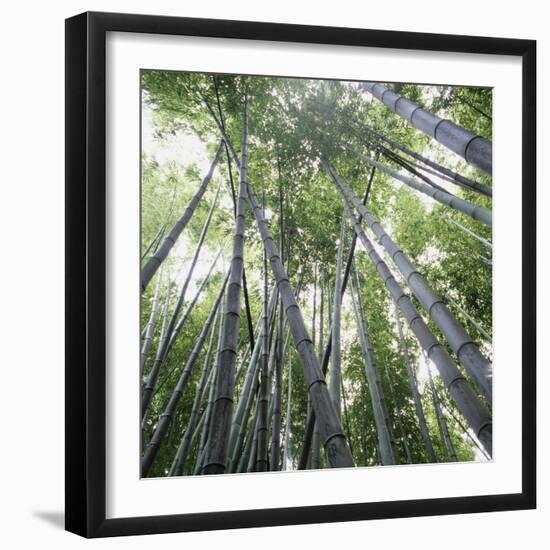 Bamboo Forest-Micha Pawlitzki-Framed Photographic Print