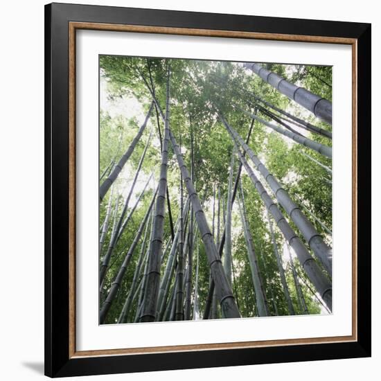 Bamboo Forest-Micha Pawlitzki-Framed Photographic Print