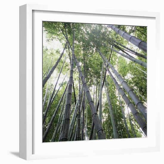 Bamboo Forest-Micha Pawlitzki-Framed Photographic Print