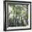 Bamboo Forest-Micha Pawlitzki-Framed Photographic Print