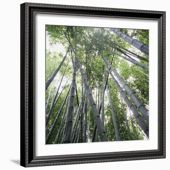 Bamboo Forest-Micha Pawlitzki-Framed Photographic Print