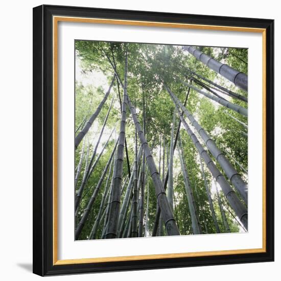 Bamboo Forest-Micha Pawlitzki-Framed Photographic Print