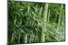 Bamboo Forest-Herb Dickinson-Mounted Photographic Print