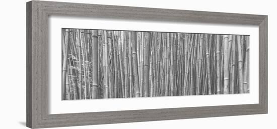 Bamboo Forest-Scott Bennion-Framed Photo