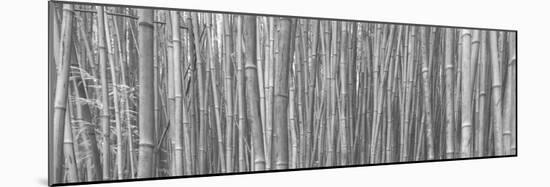 Bamboo Forest-Scott Bennion-Mounted Photo